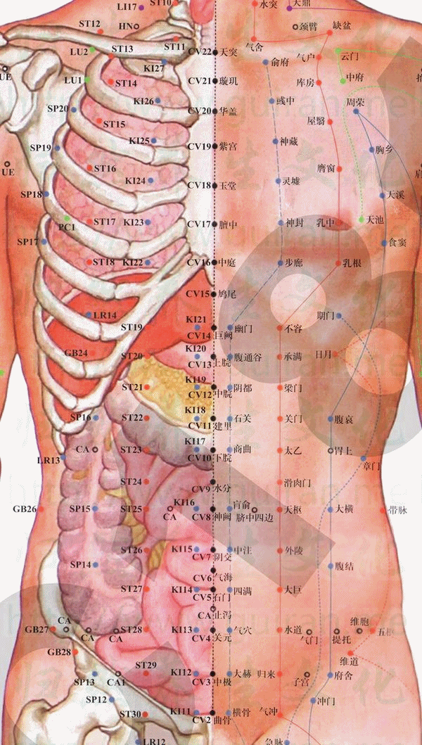 大赫穴:肾经(图文) 大赫穴:肾经(图文)
